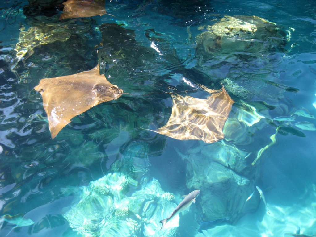 Discovery Cove23.jpg