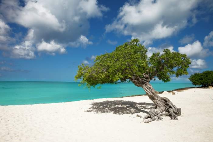 divi-divi-tree-aruba.jpg