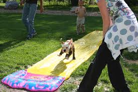 dog slip and slide.jpeg