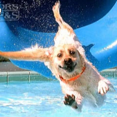 Dog-Water-Slide.jpg