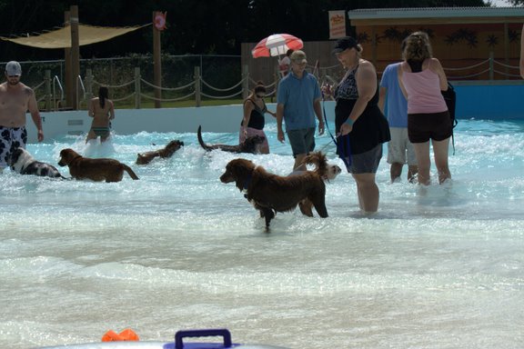 dogs in a wave pool.jpg