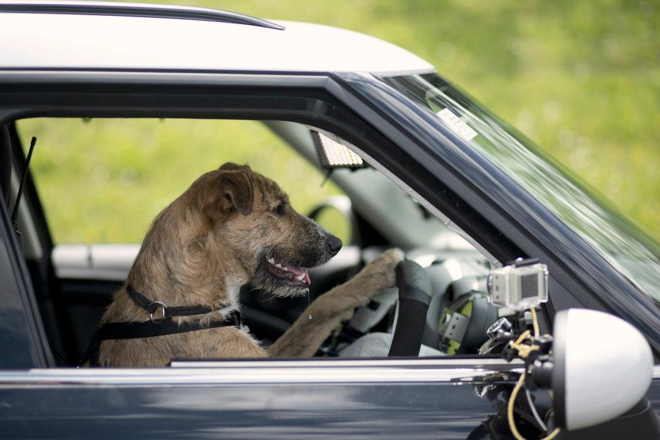 driving-dogs3.jpg