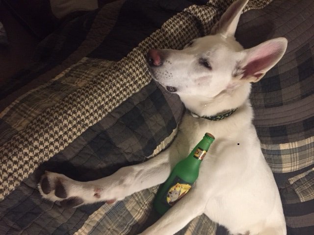 Drunk Jaeger puppy.jpg