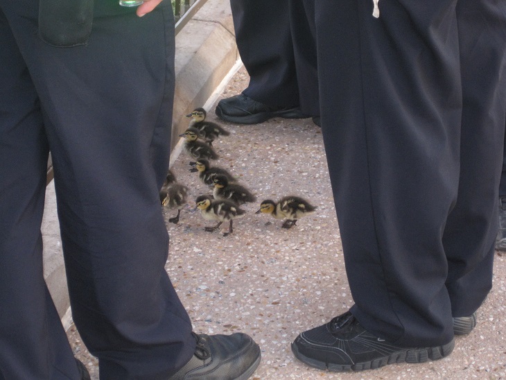 Ducklings.jpg