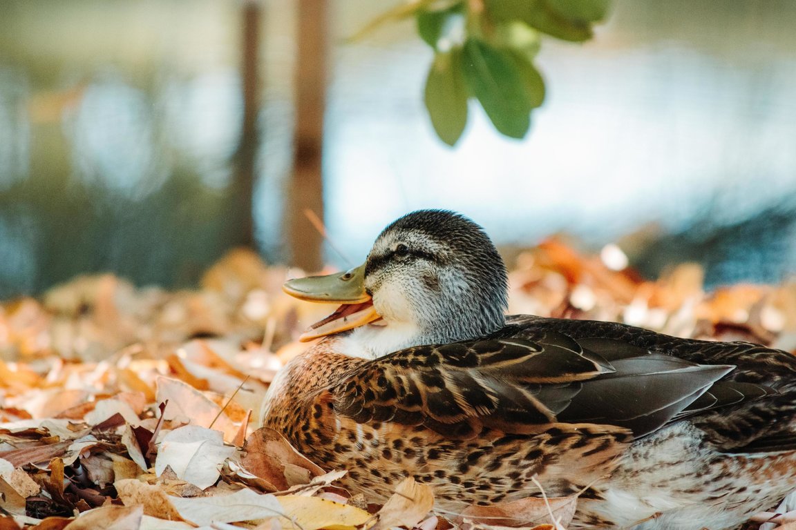 ducks in leaves.jpg