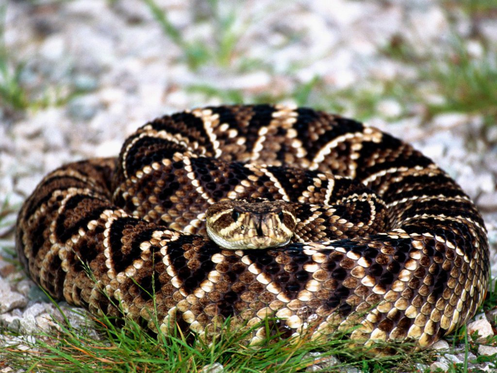 Eastern Diamondback Rattlesnake Crotalus adamanteus September 2011 Phillip's Natural World rea...jpg