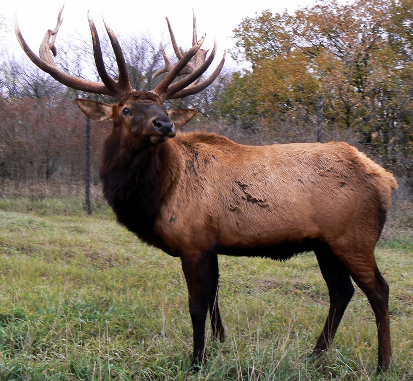 Elk.jpg