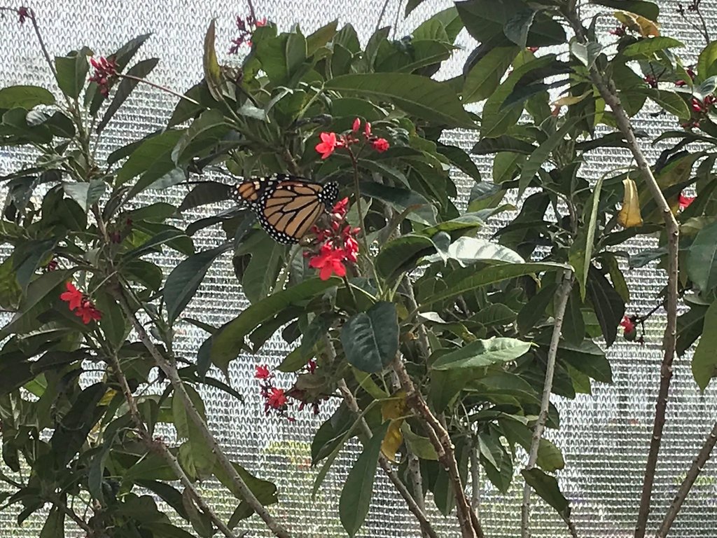 Epcot butterfly.jpg