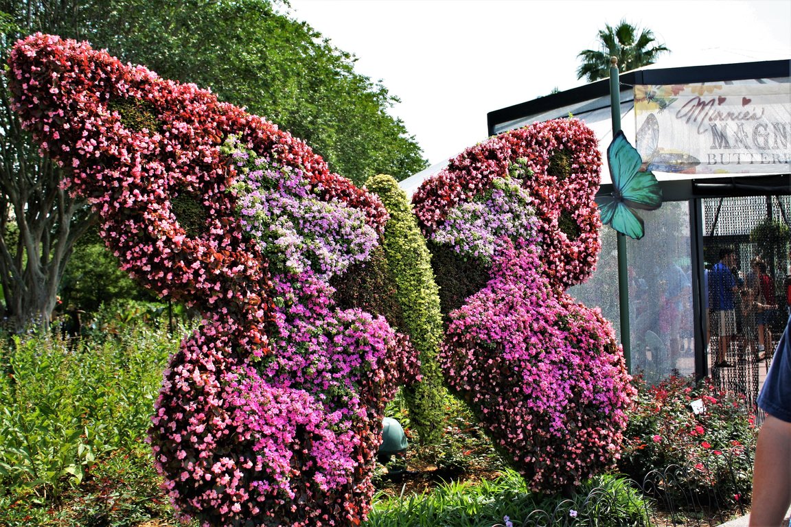 epcot-butterfly.jpg