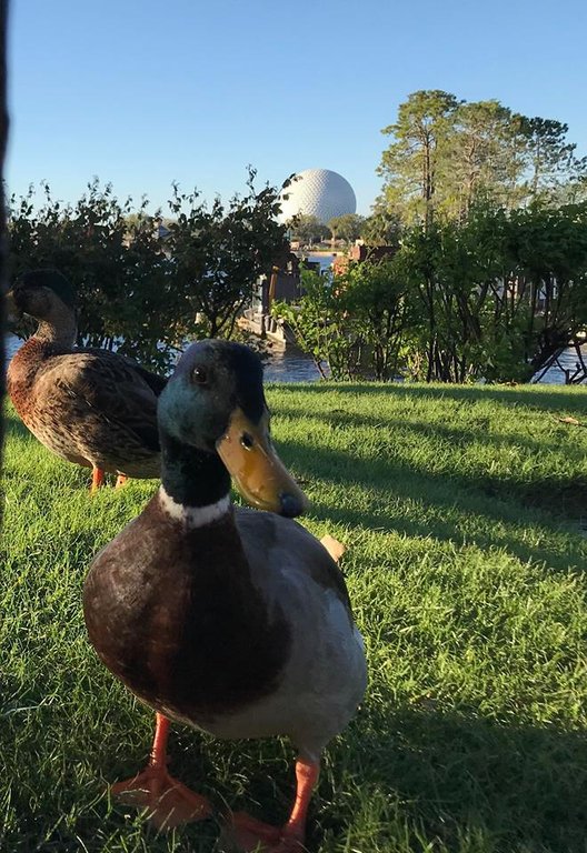 epcot ducks.jpg