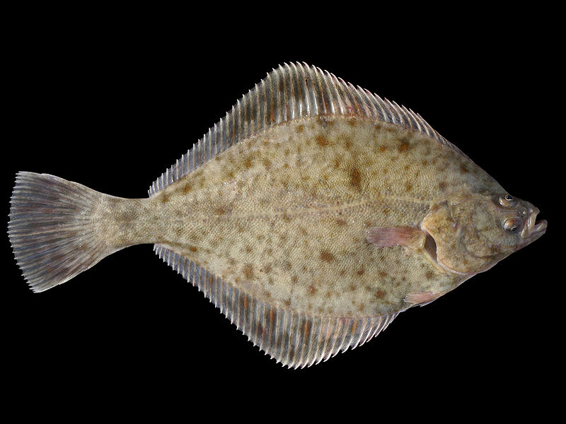 European_Flounder5.jpg