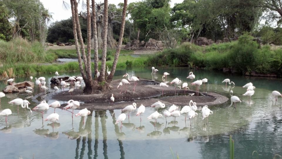 flamingo island.jpg