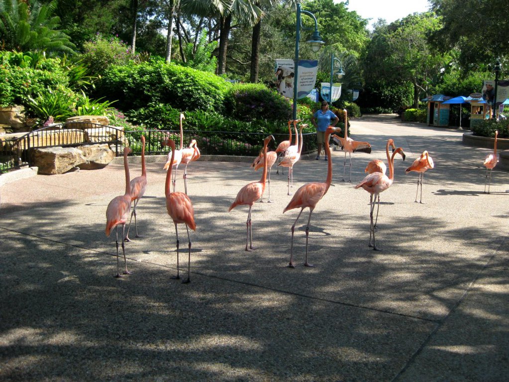 flamingo.jpg