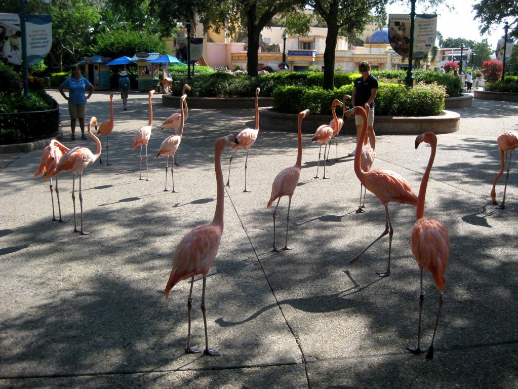 flamingo2.jpg