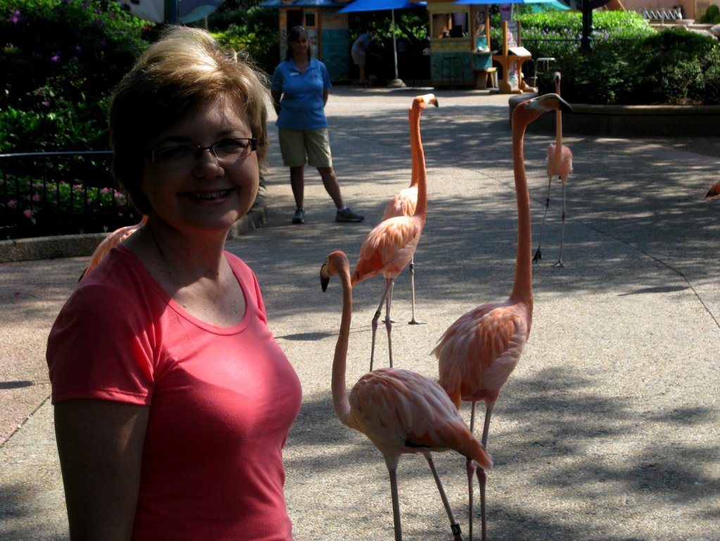 flamingo3.jpg