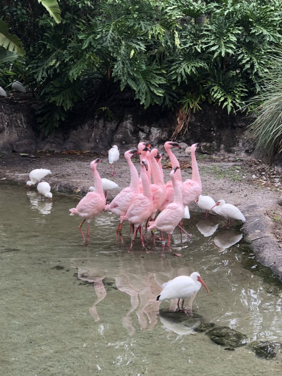 flamingos.JPG