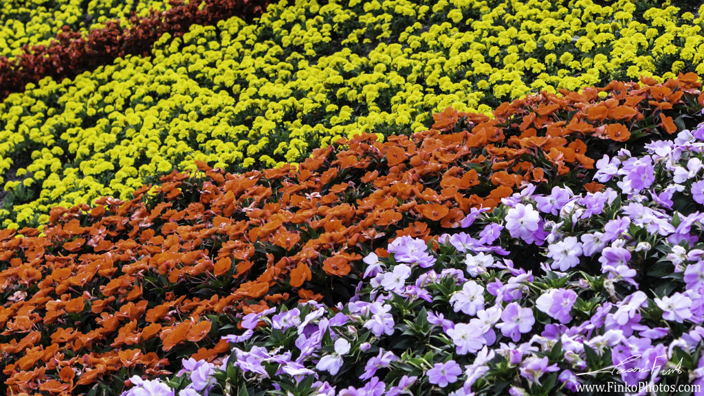 Flower and Garden Epcot Crop with sig.jpg