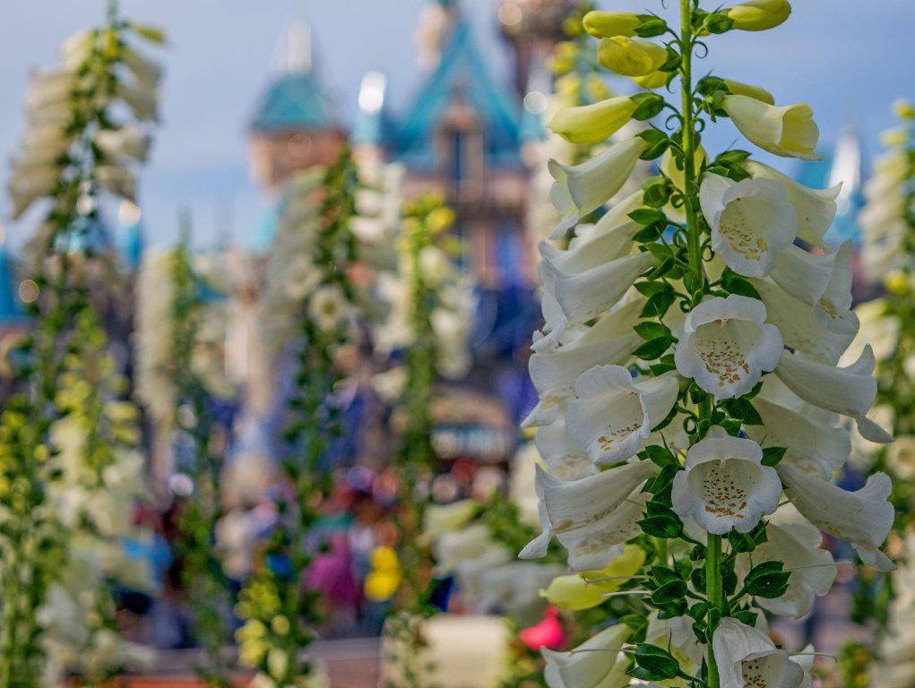 Flower_Castle.jpg