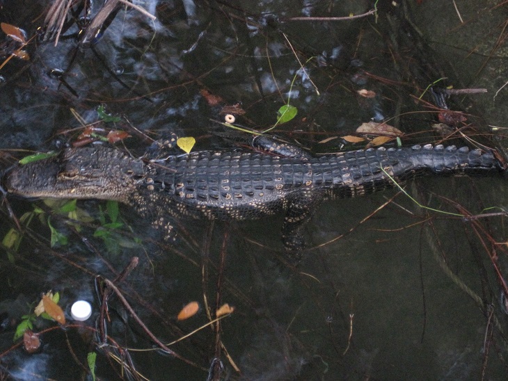 Gator at Frontierland.jpg