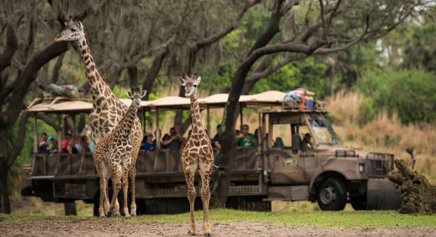 Giraffe-Calf-Animal-Kingdom-1-624x340.jpg
