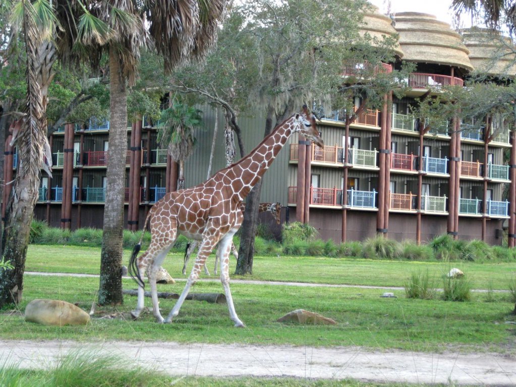 giraffe.jpg