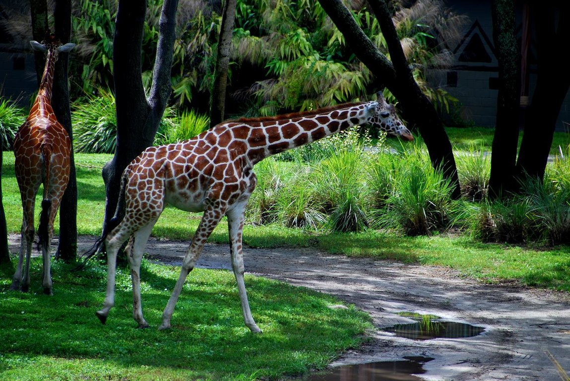 giraffe2.jpg