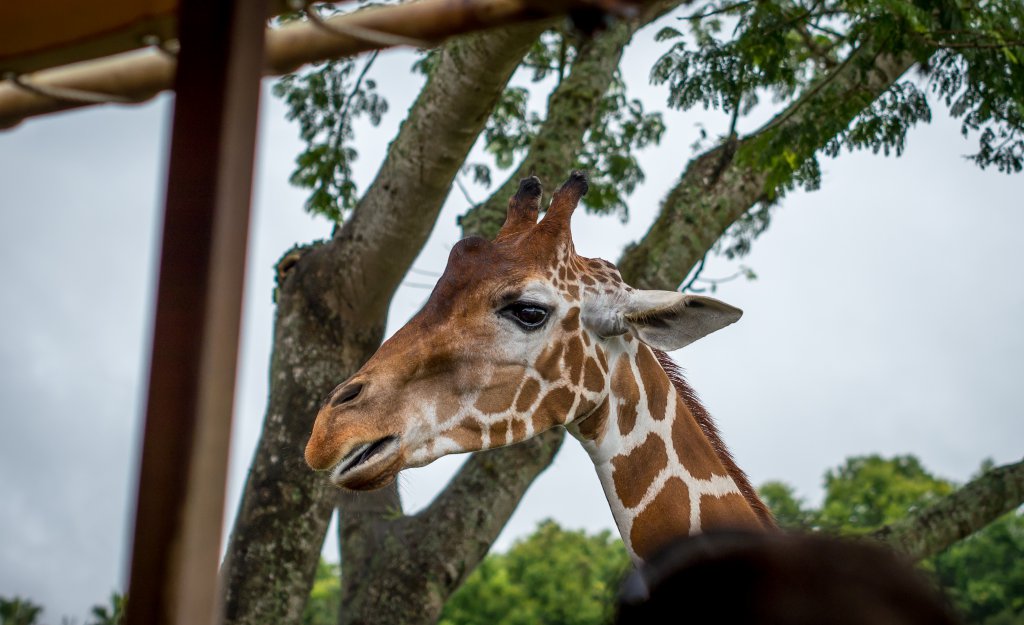 Giraffe2014 (1 of 1).jpg