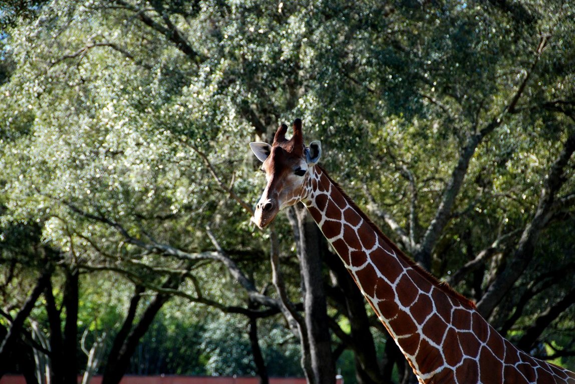 giraffe3.jpg