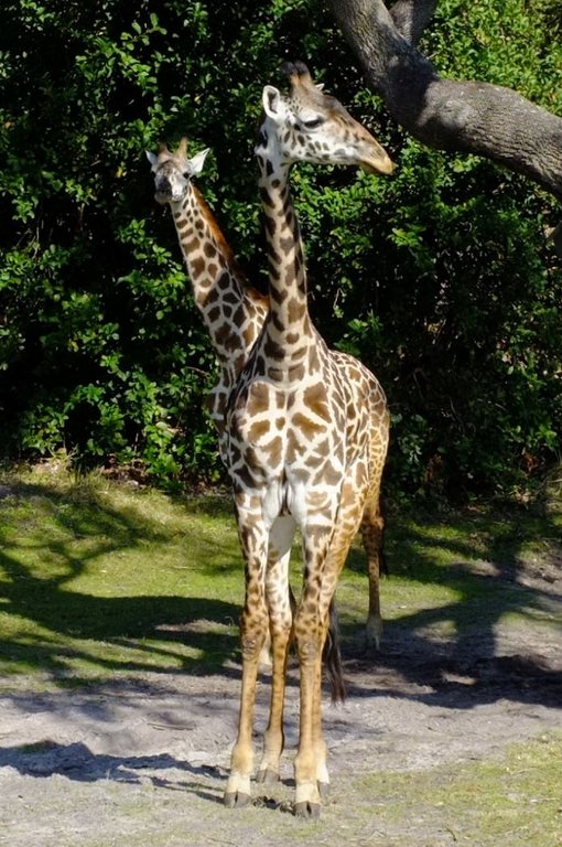 Giraffes at Animal Kingdom.JPG