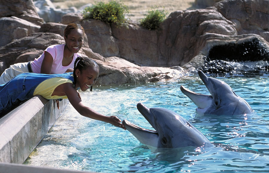 Girls Feeding Dolphins -Courtesy SeaWorld.jpg