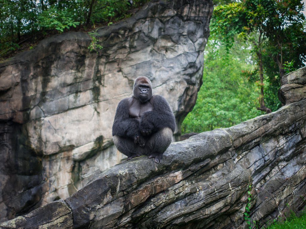 gorilla2014 (1 of 1).jpg