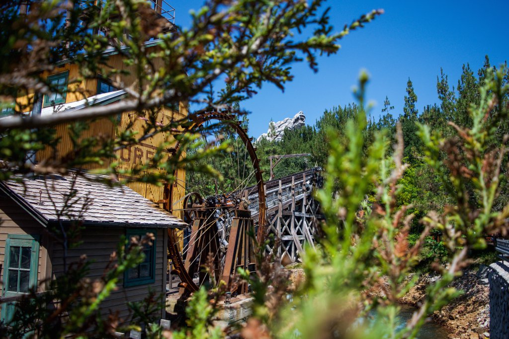 grizzly_peak_through_the_trees (1).jpg