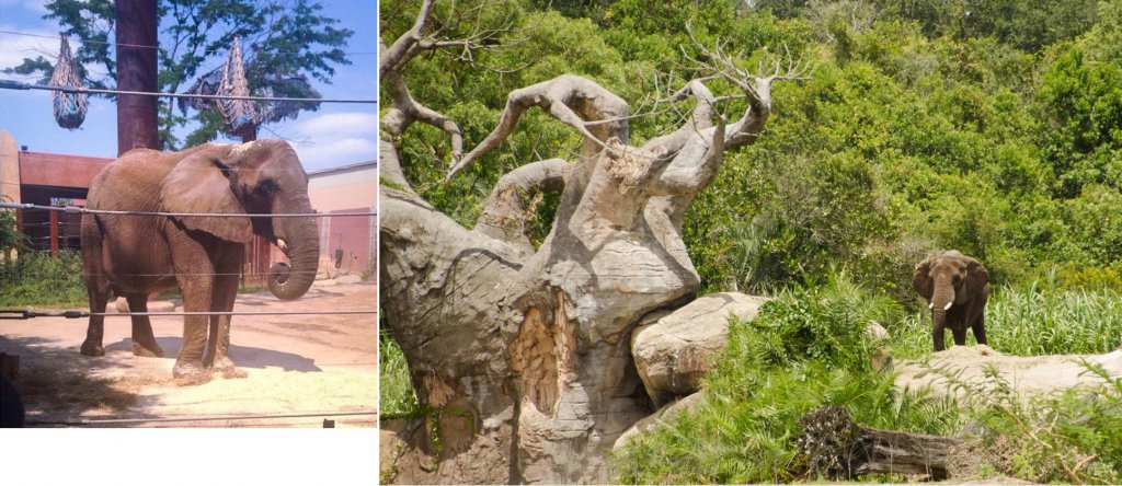 Habitat Comp - AK vs Toledo Elephants.JPG