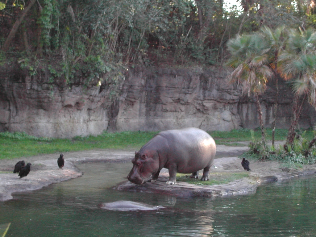 hippo.jpg