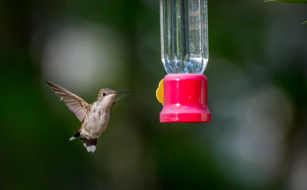 Hummingbird2016.jpg