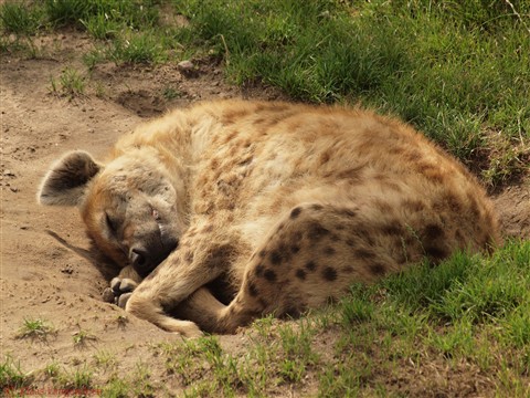 hyena.jpg