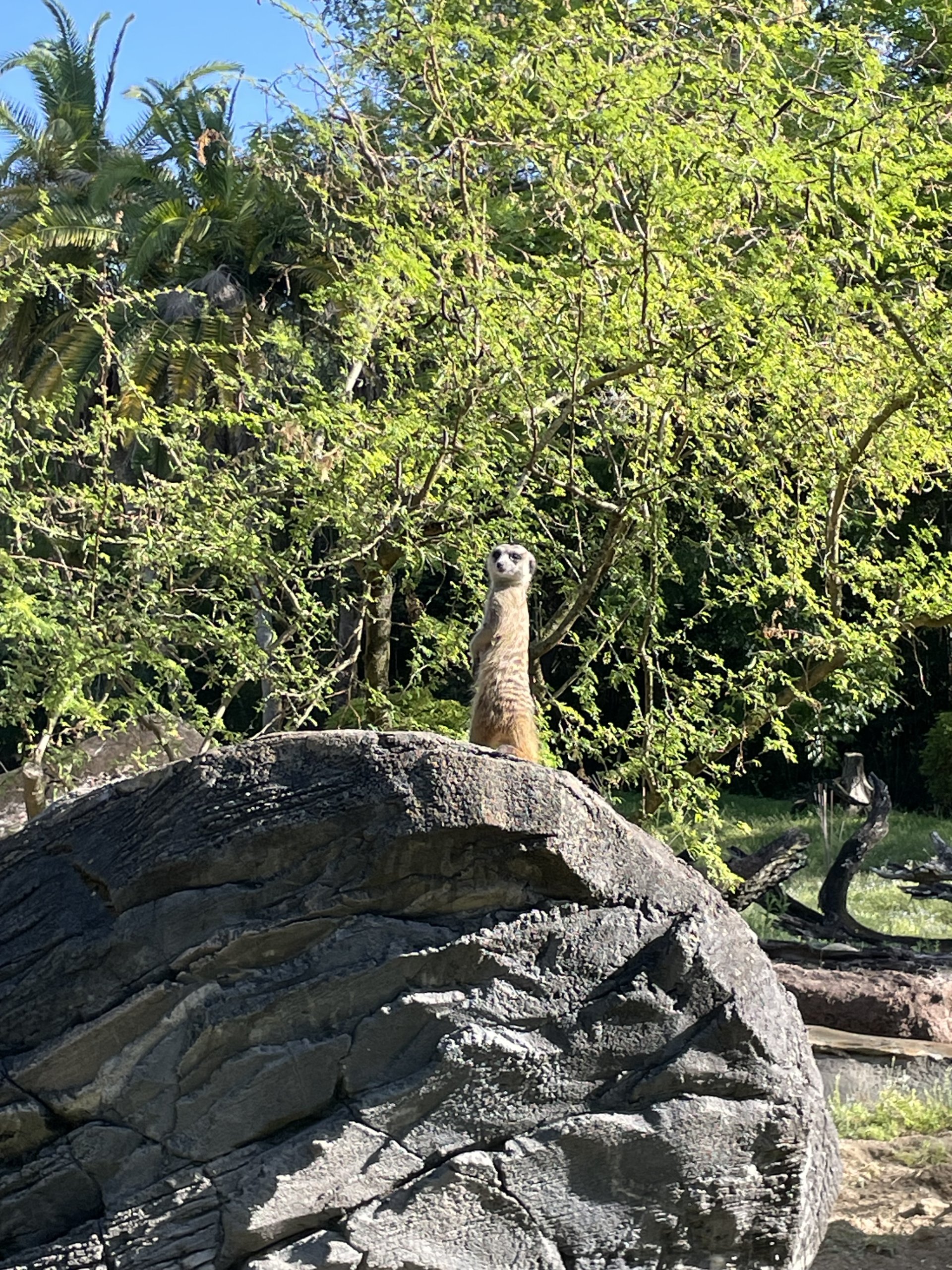 IMG_2478.jpeg