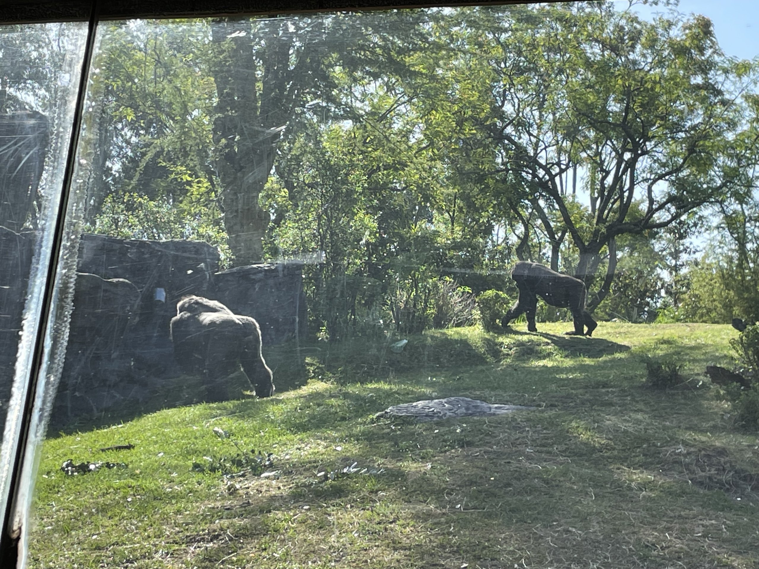 IMG_2479.jpeg