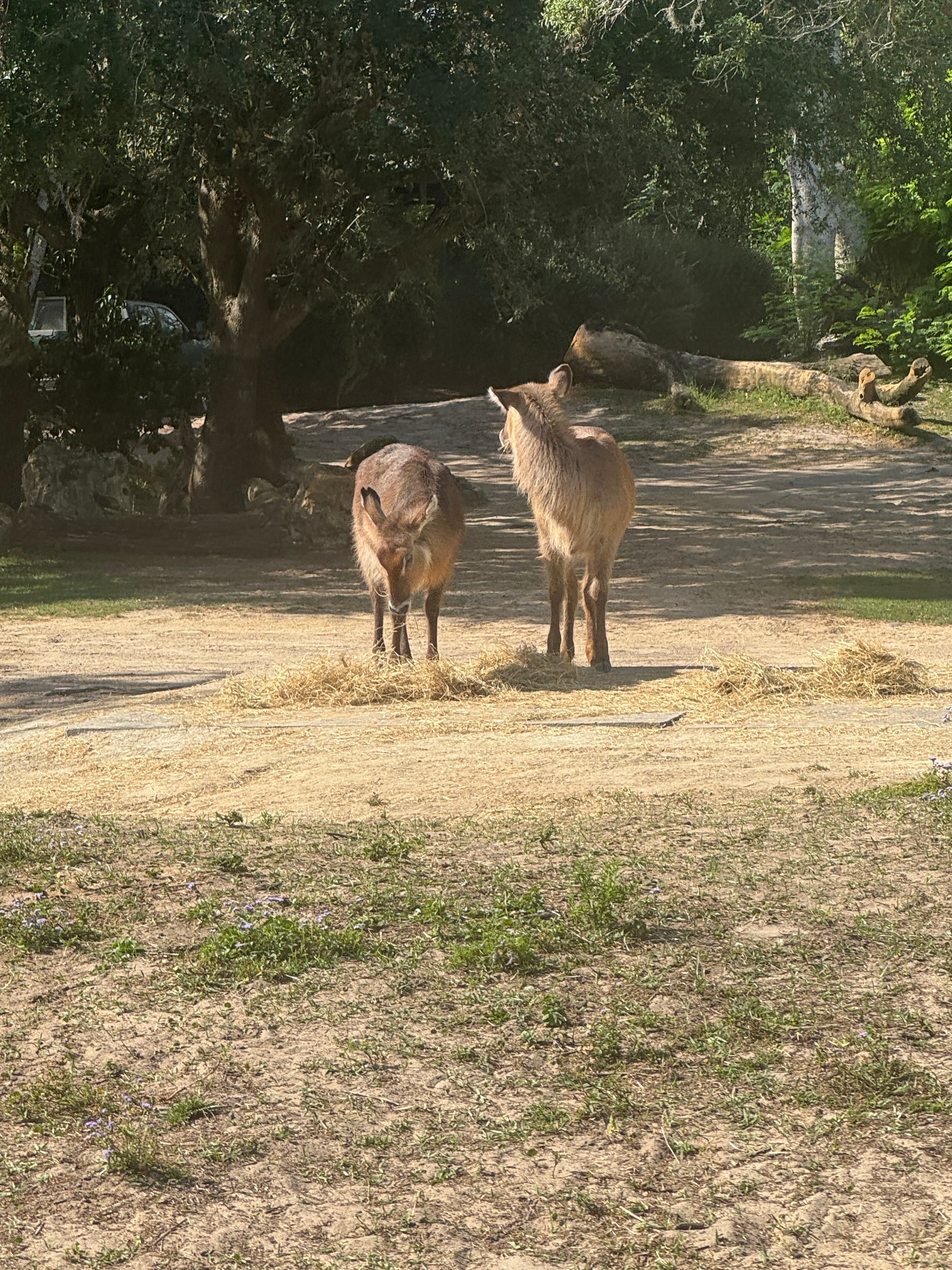 IMG_2655.JPG