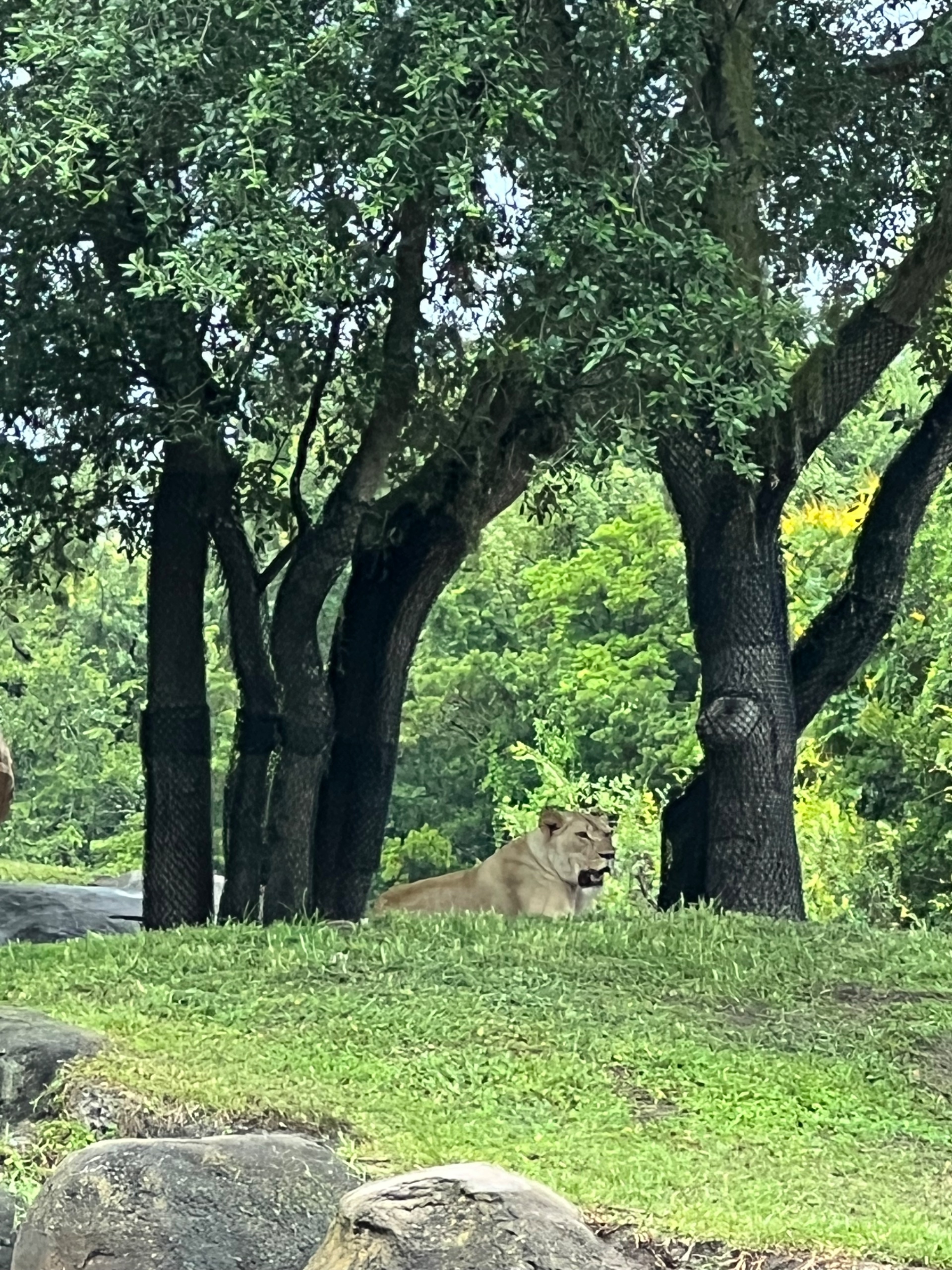 IMG_5356.jpeg