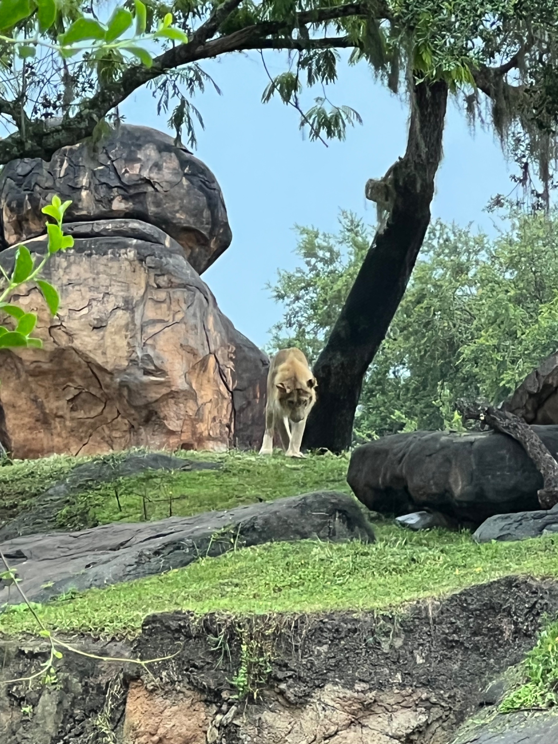 IMG_5357.jpeg