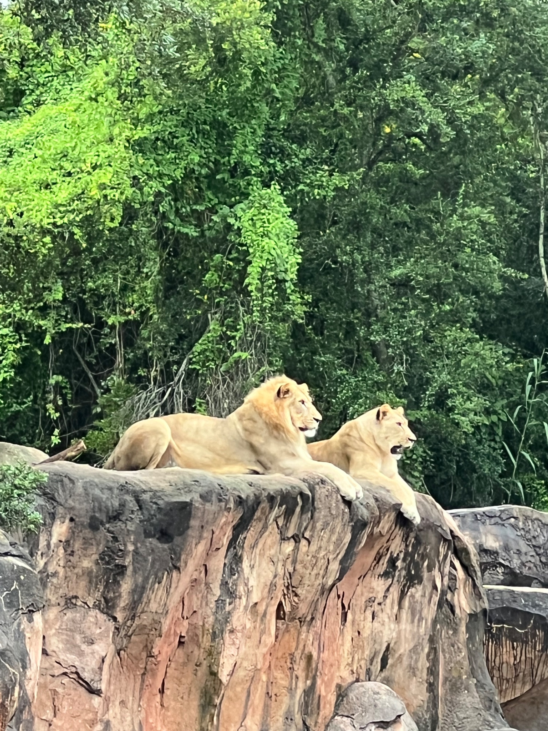 IMG_5361.jpeg