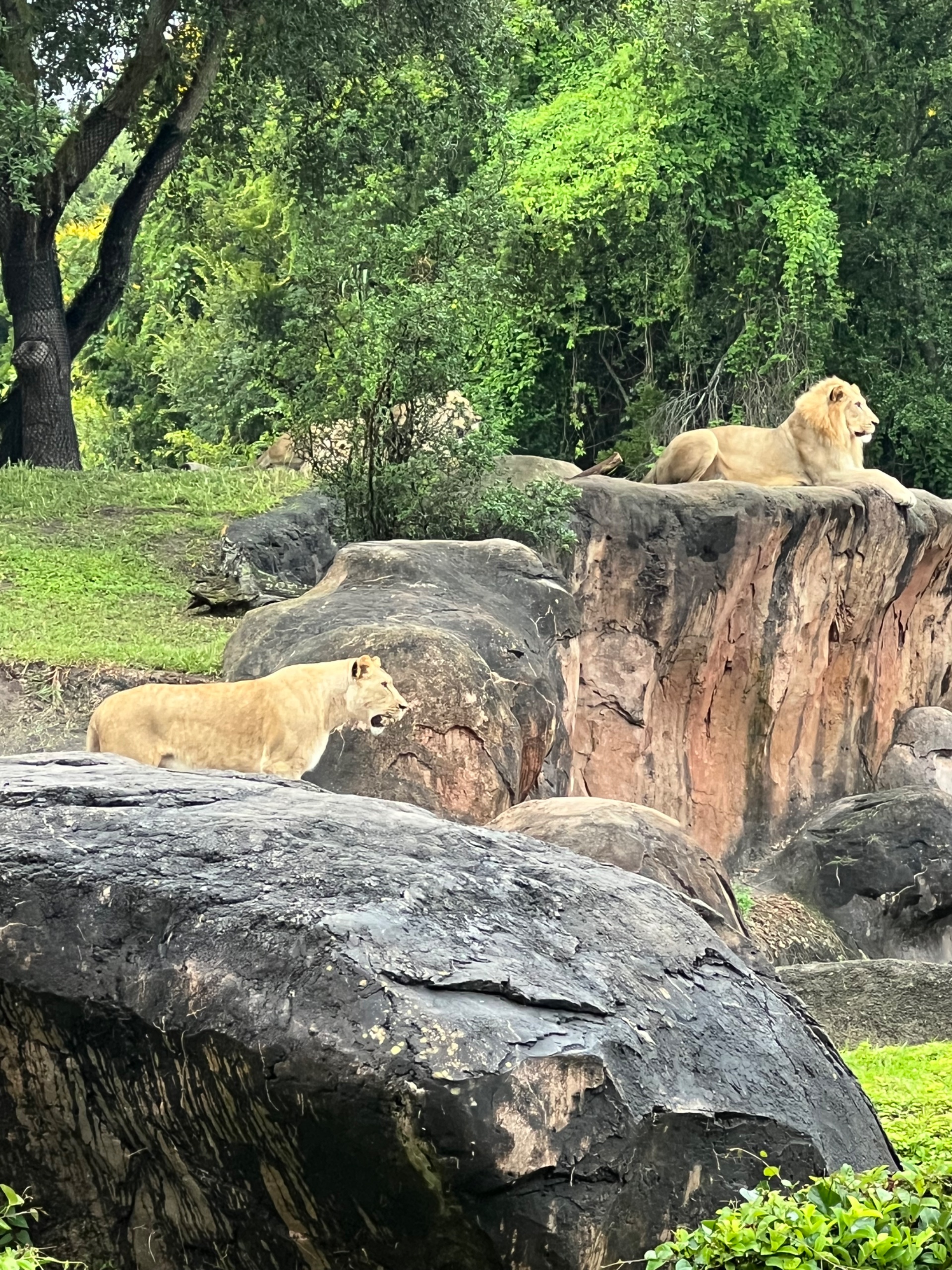 IMG_5366.jpeg