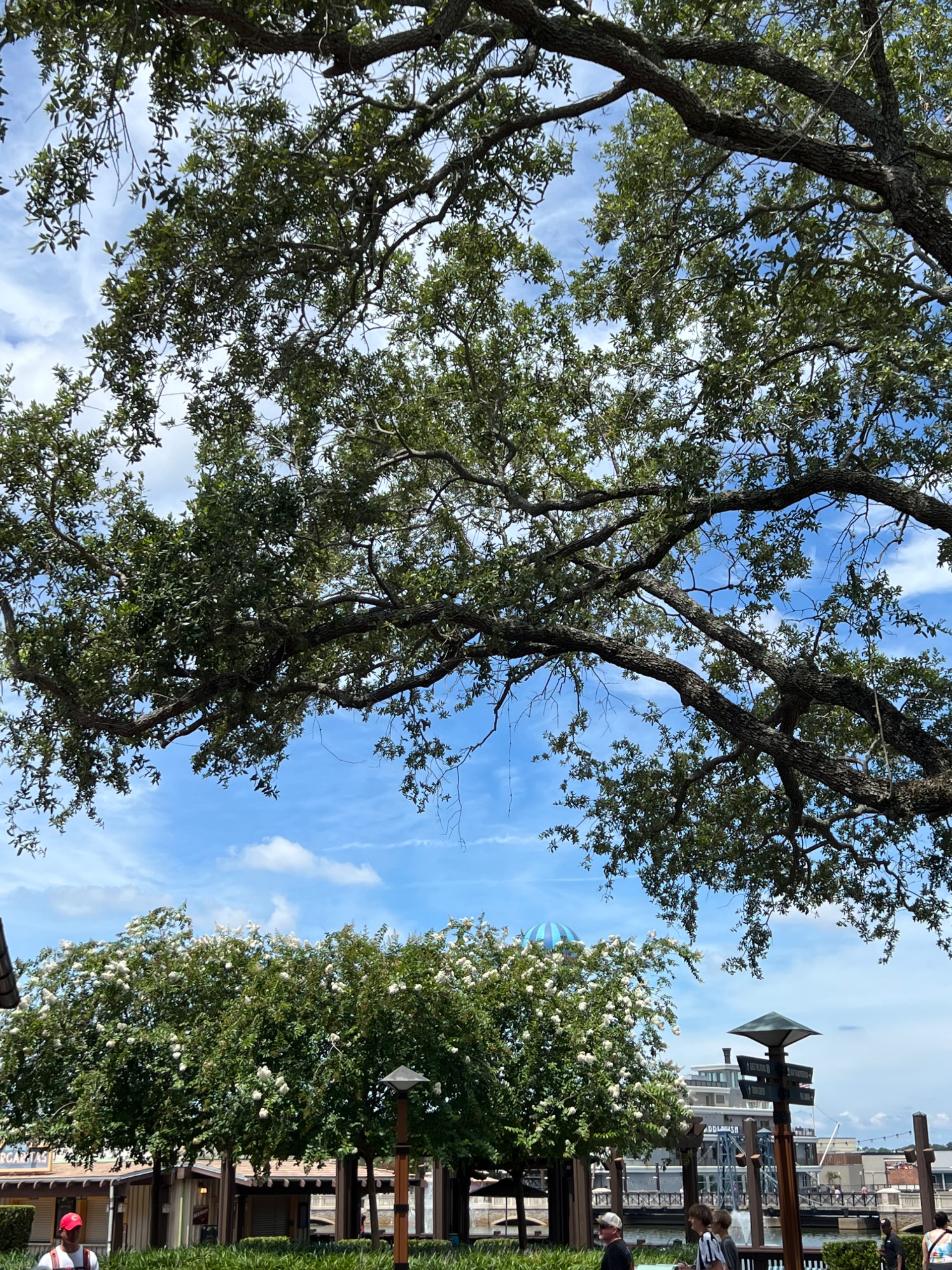 IMG_6082.jpeg