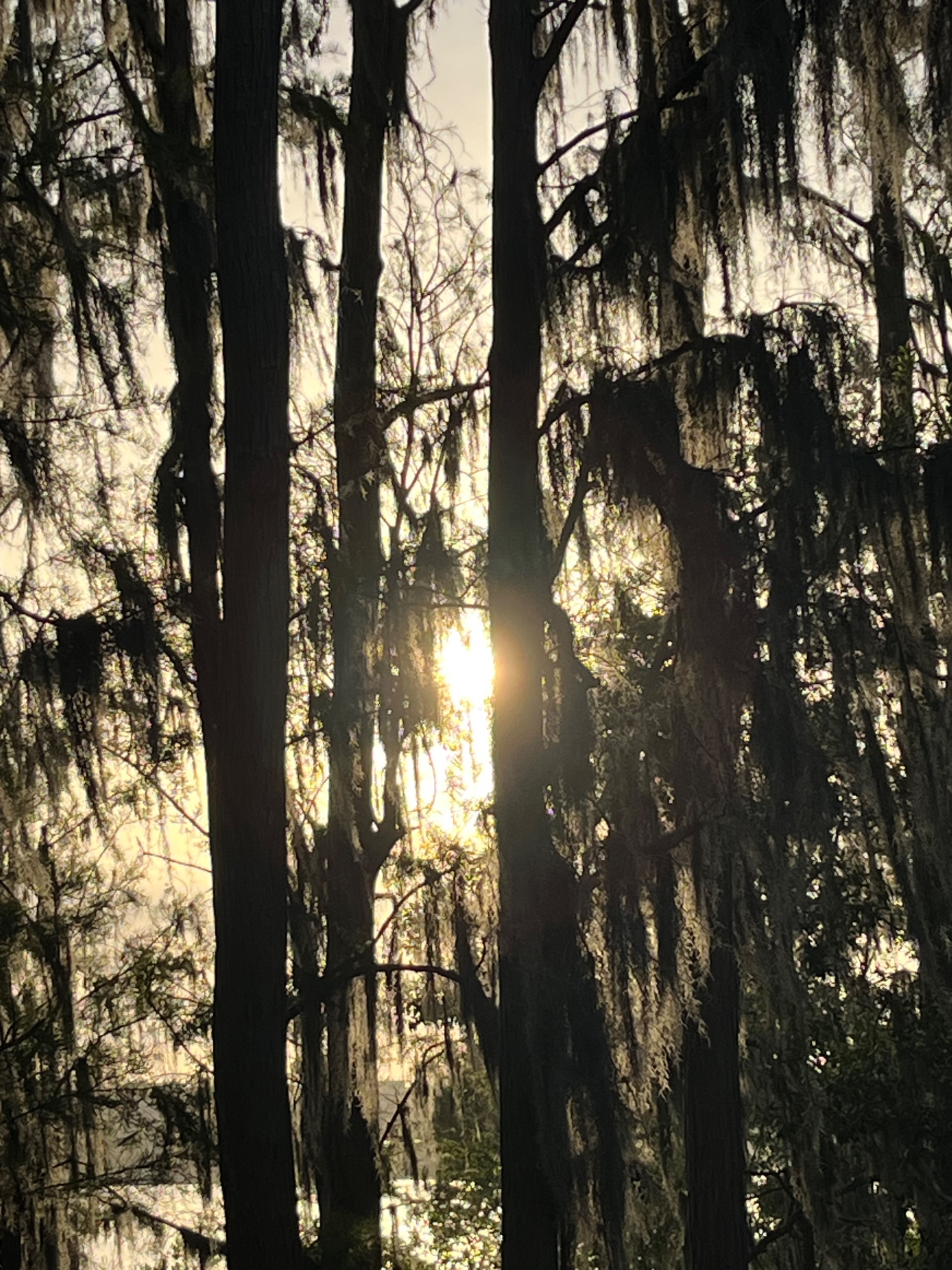 IMG_6250.jpeg