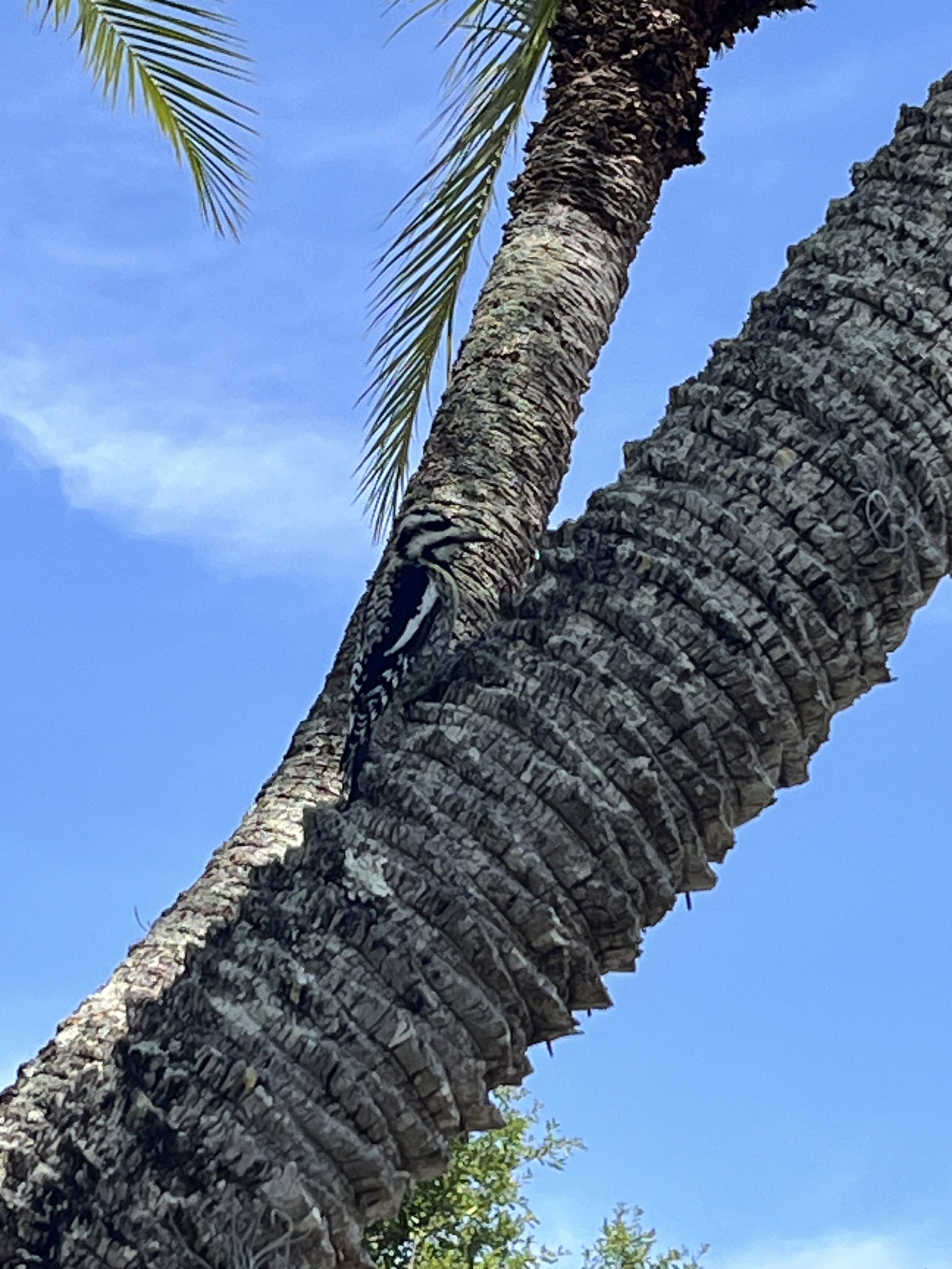 IMG_7038.jpeg