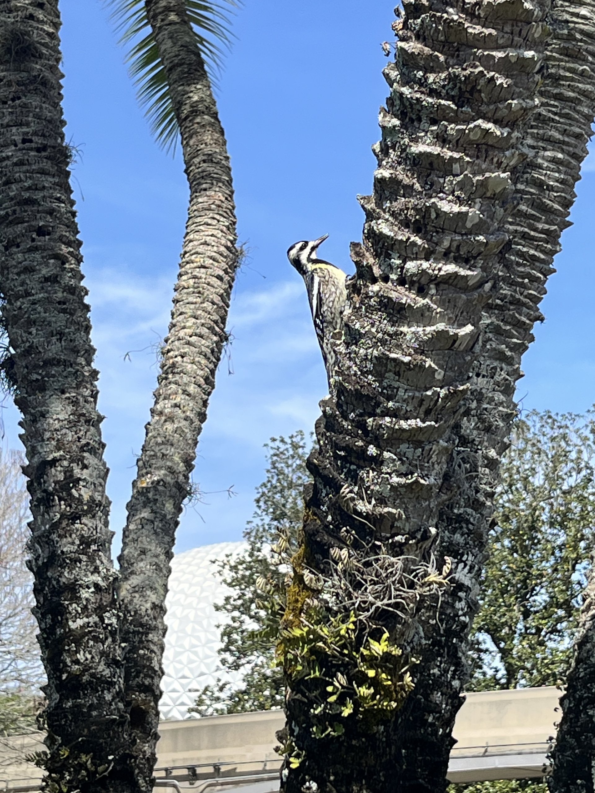 IMG_7048.jpeg