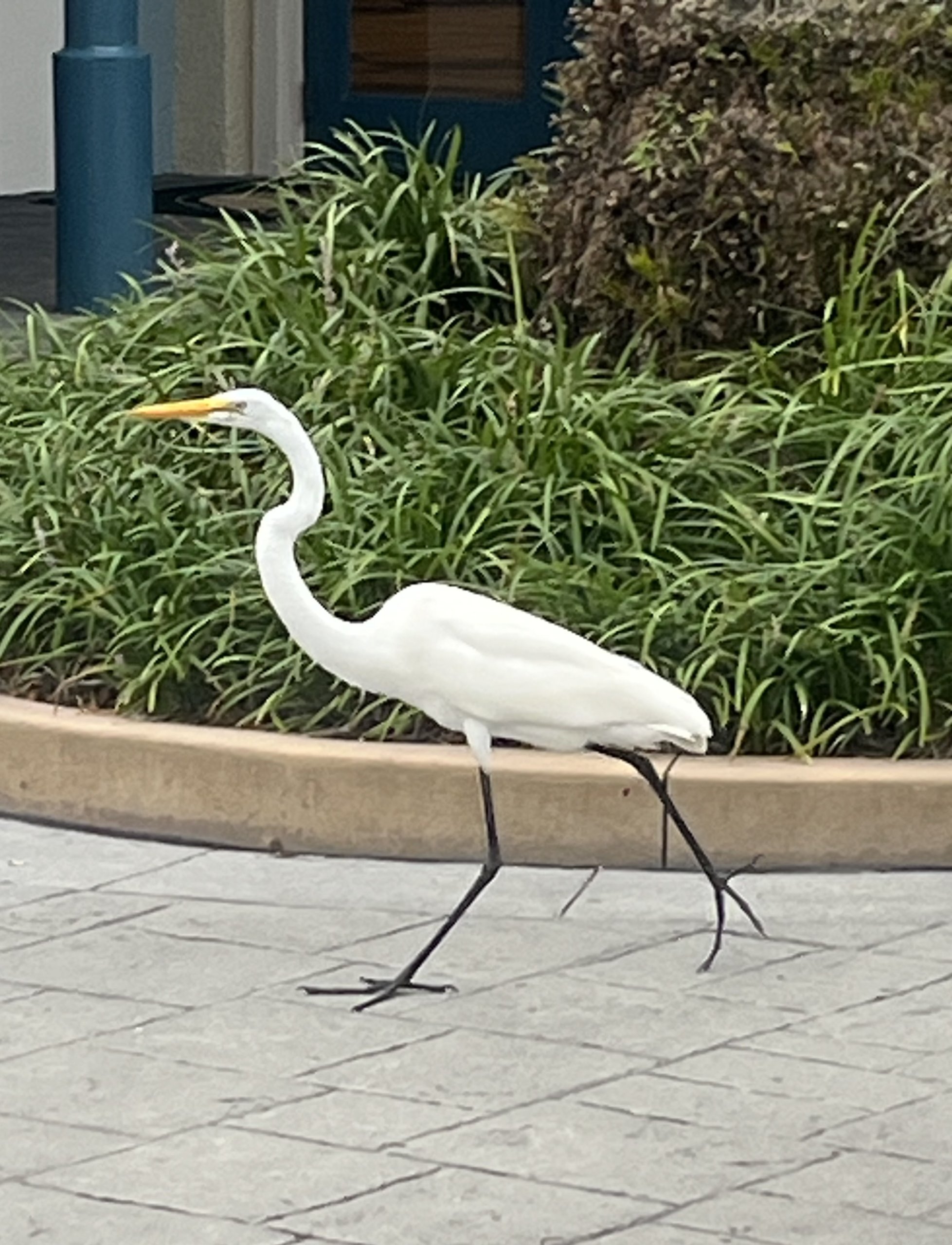 IMG_9170.jpeg