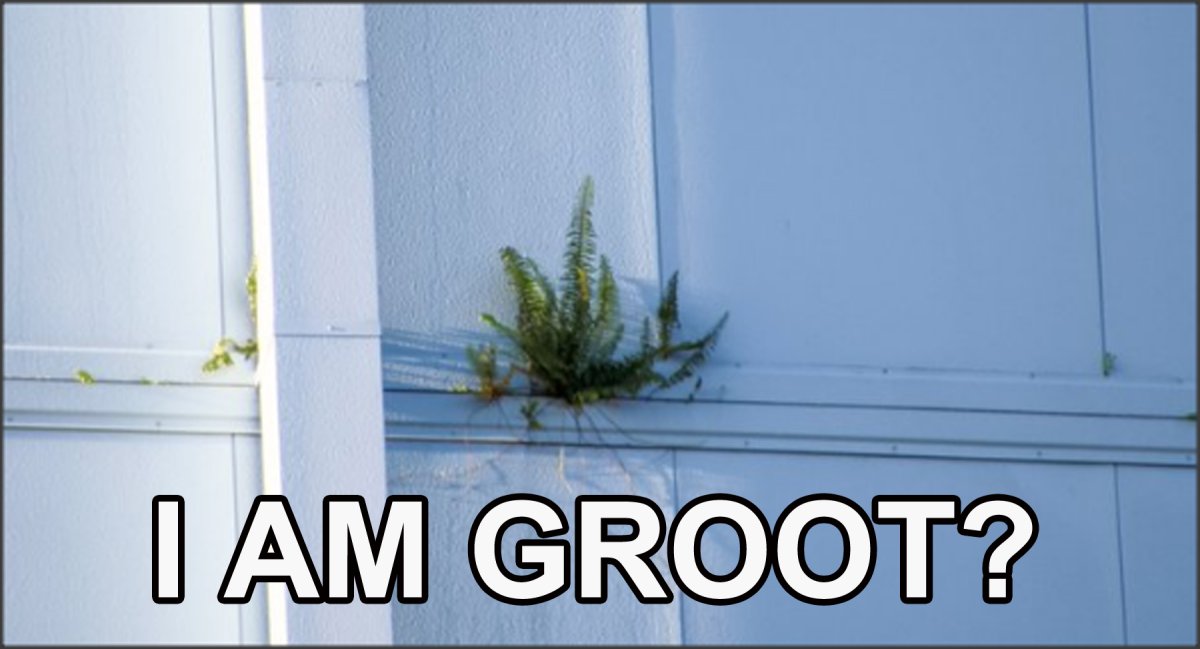 IMGroot.jpg