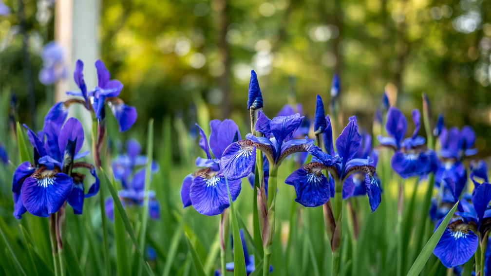 iris-purple-small (1 of 1).jpg